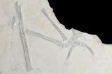Rare, Partial Fossil Pterosaur Wing - Solnhofen Limestone #89501-1
